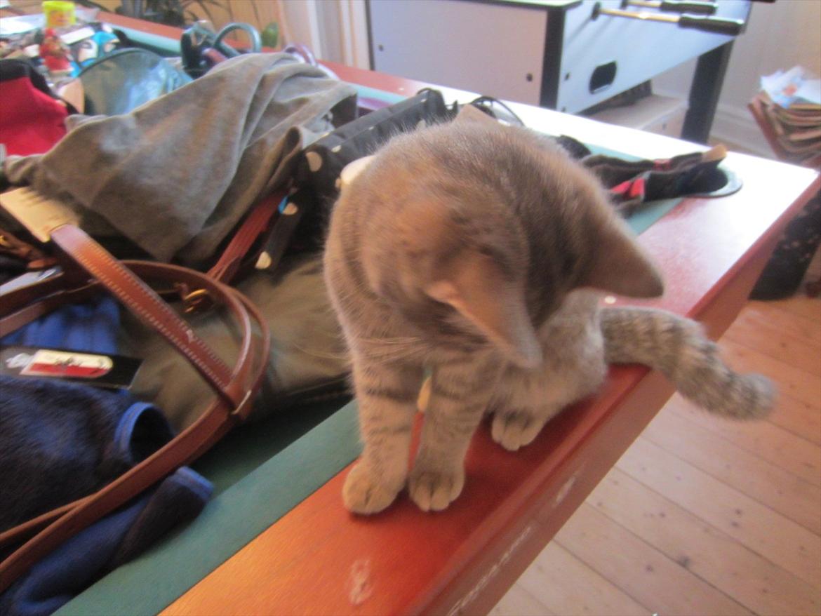 mine julegaver 2011 - lille nysgerrig kat:) billede 3