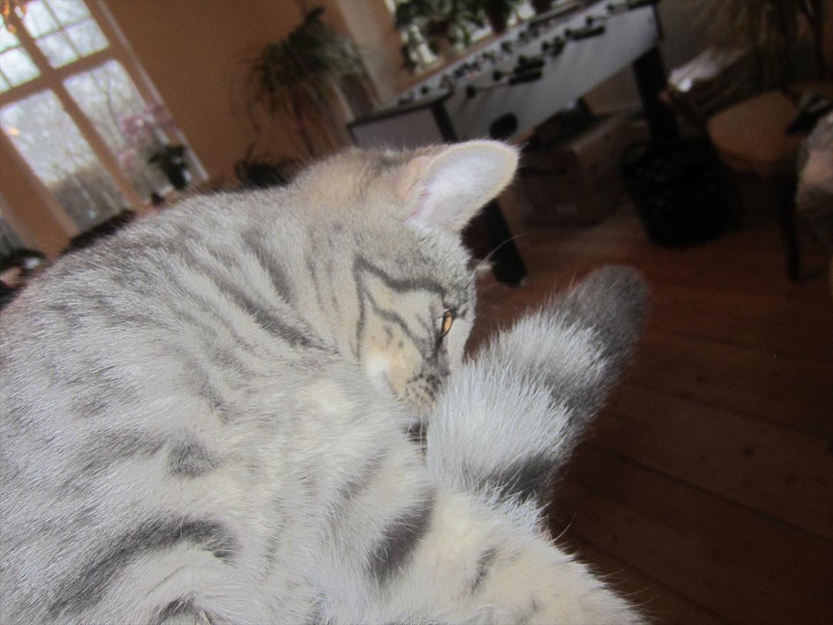 mine julegaver 2011 - ej okay hende havde jeg i forvejen:)
hun er bare med på nogen billeder fordi hun er såå nysgerrig:) flicka<33 billede 4