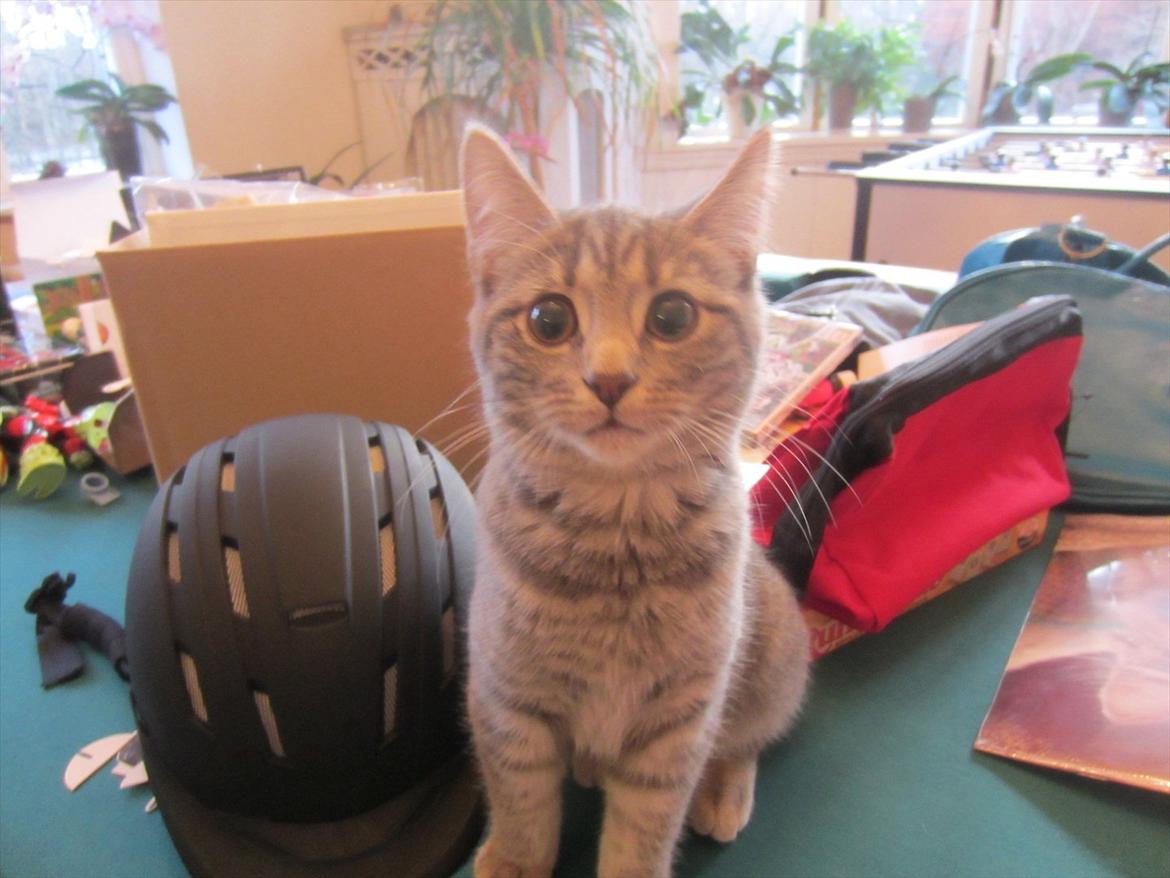 mine julegaver 2011 - nurh<3 sååå nysgerrig billede 5