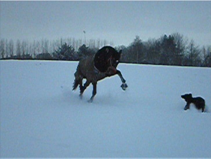 50 dage på hestegalleri :) - Dag 39: Et fjollebilled - Fifi, der leger stjernehest. Vinter 2010/2011 (:  billede 39