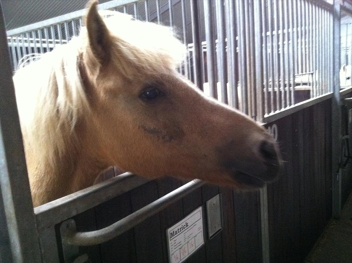 blandet igennem mine hesteår - Sif billede 10