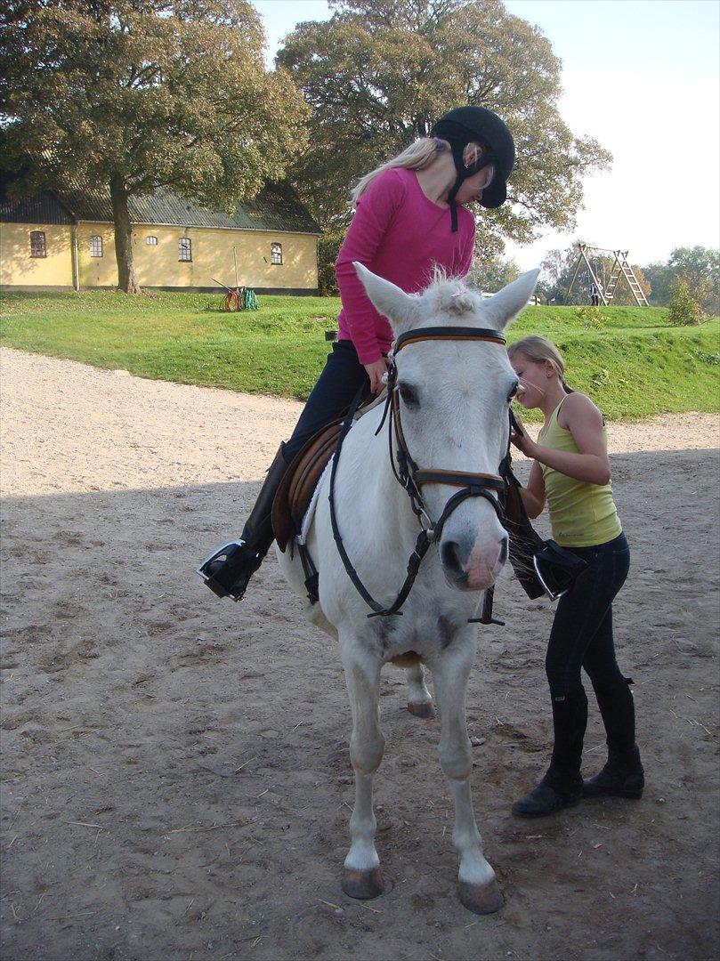 blandet igennem mine hesteår - Til stævne på rideskolspony billede 11