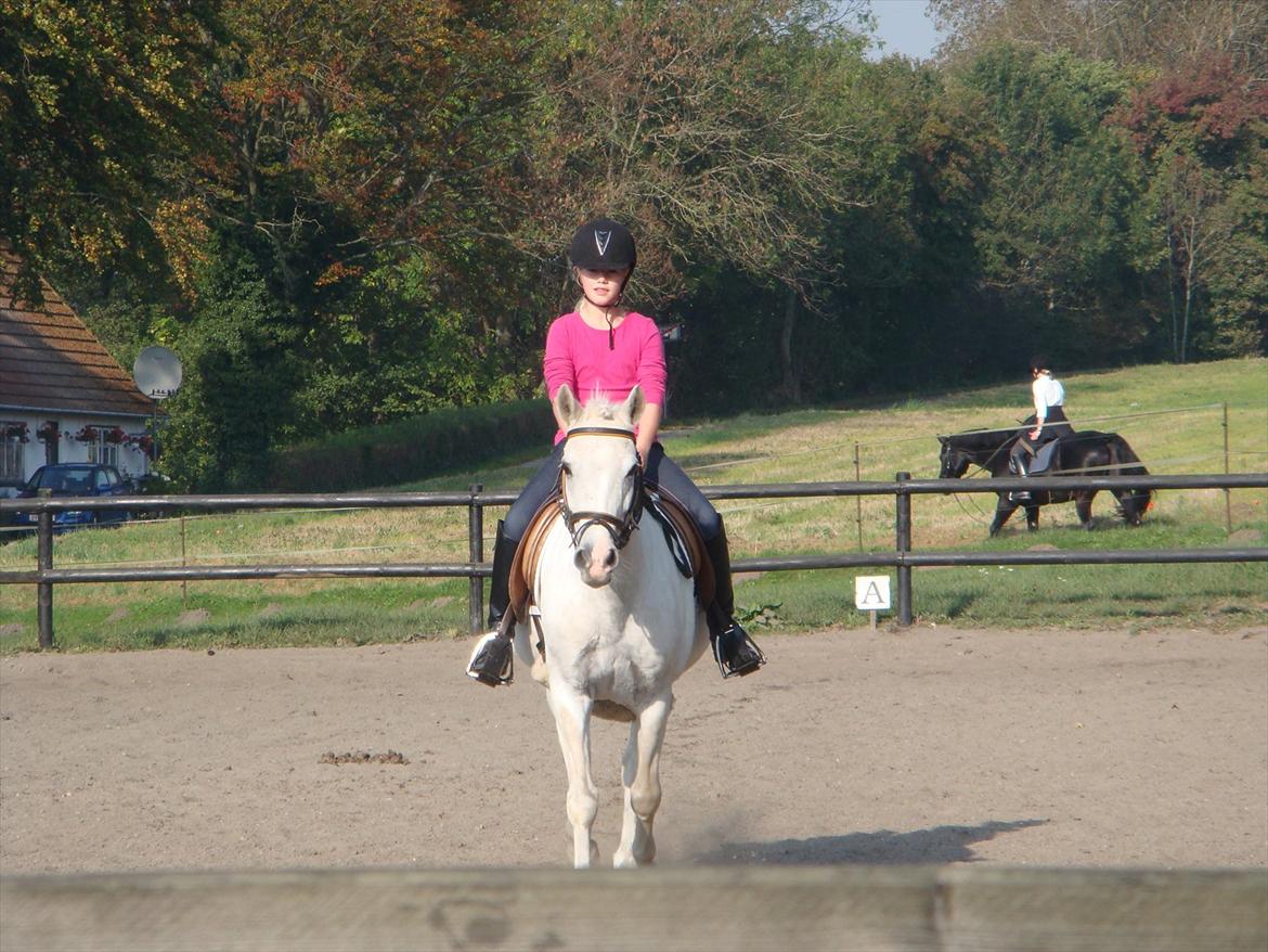 blandet igennem mine hesteår - Til stævne billede 12