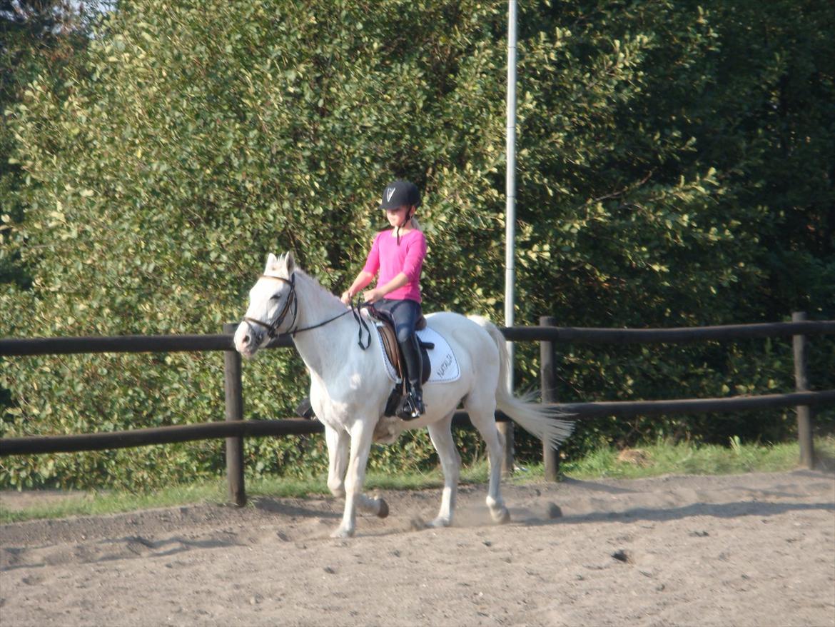 blandet igennem mine hesteår - Mere stævne billede 13