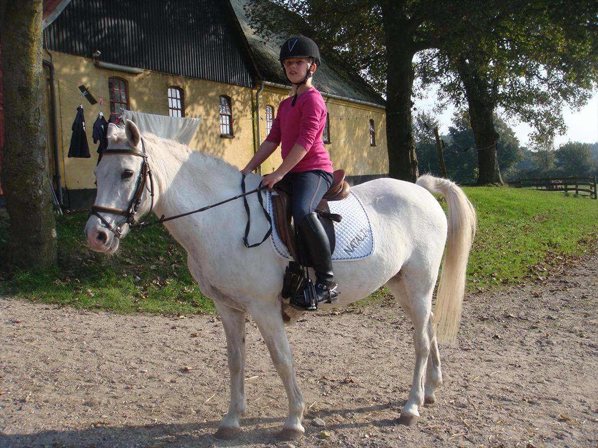 blandet igennem mine hesteår - Inden stævnet billede 16