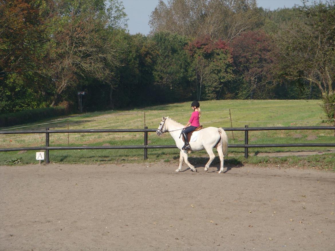 blandet igennem mine hesteår - Stævne billede 17