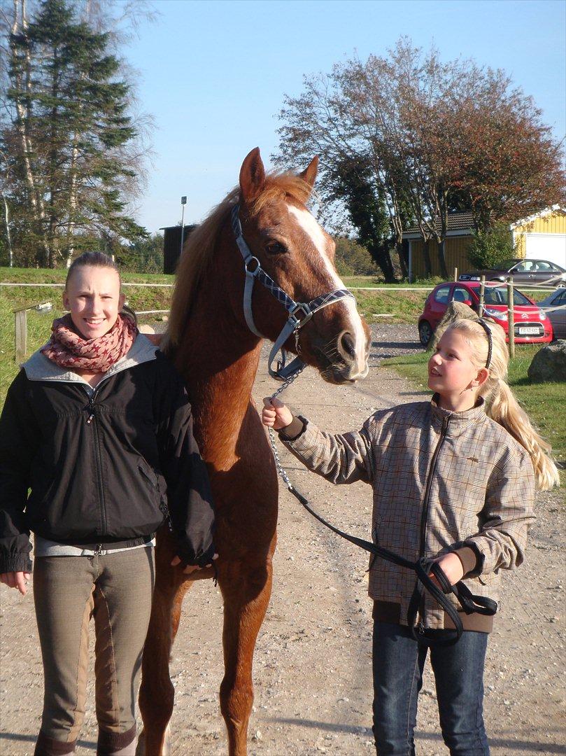 blandet igennem mine hesteår - Da Oliver kom billede 7