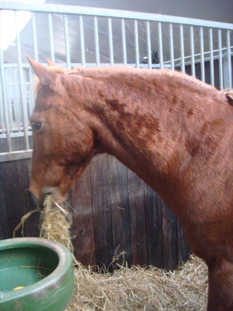 blandet igennem mine hesteår - Oliver i sin nye boks billede 8