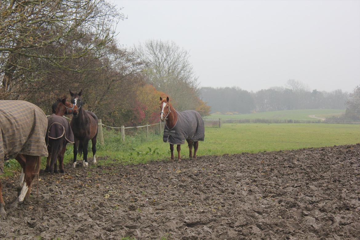 blandet igennem mine hesteår - Oliver på fold
 billede 5