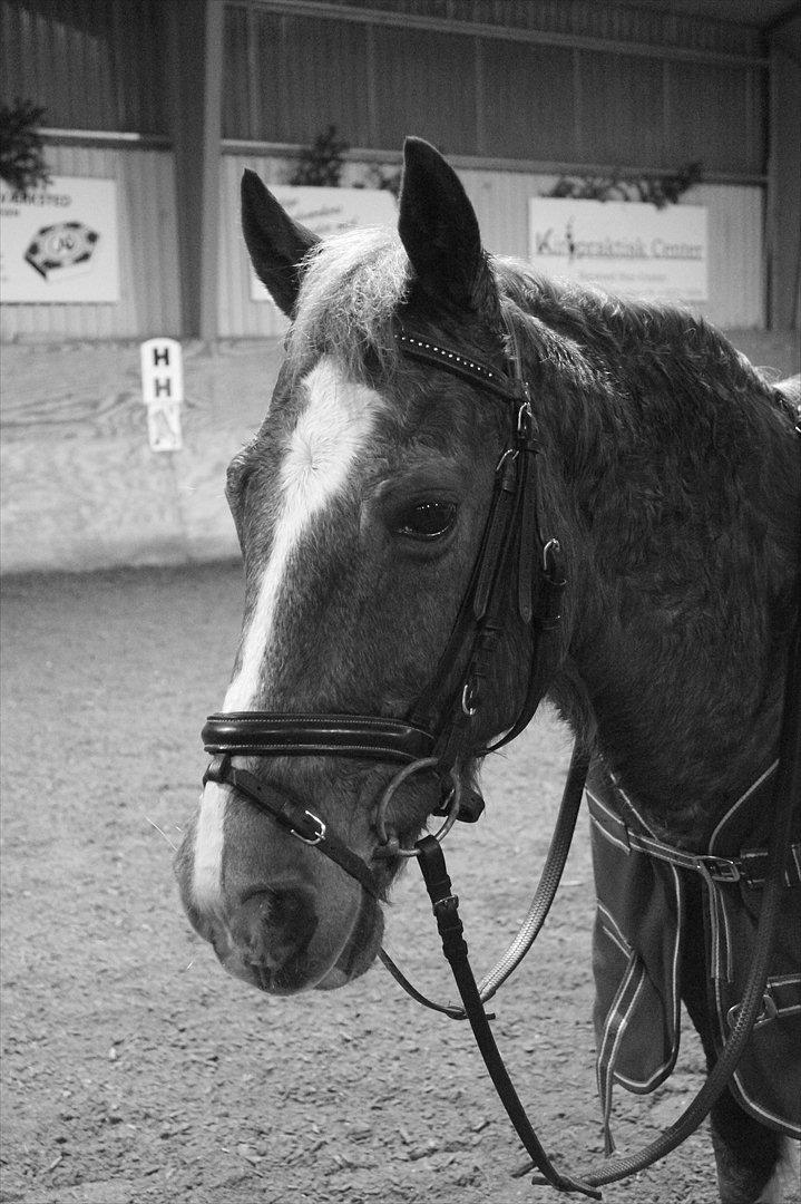 blandet igennem mine hesteår - Smukke Oliver billede 4