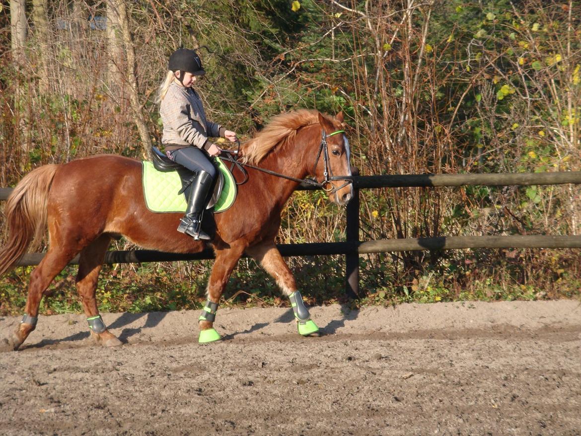 blandet igennem mine hesteår - Oliver og mig på banen i det skønne vejr billede 3