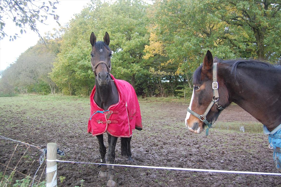 Stuntjunge billede 3