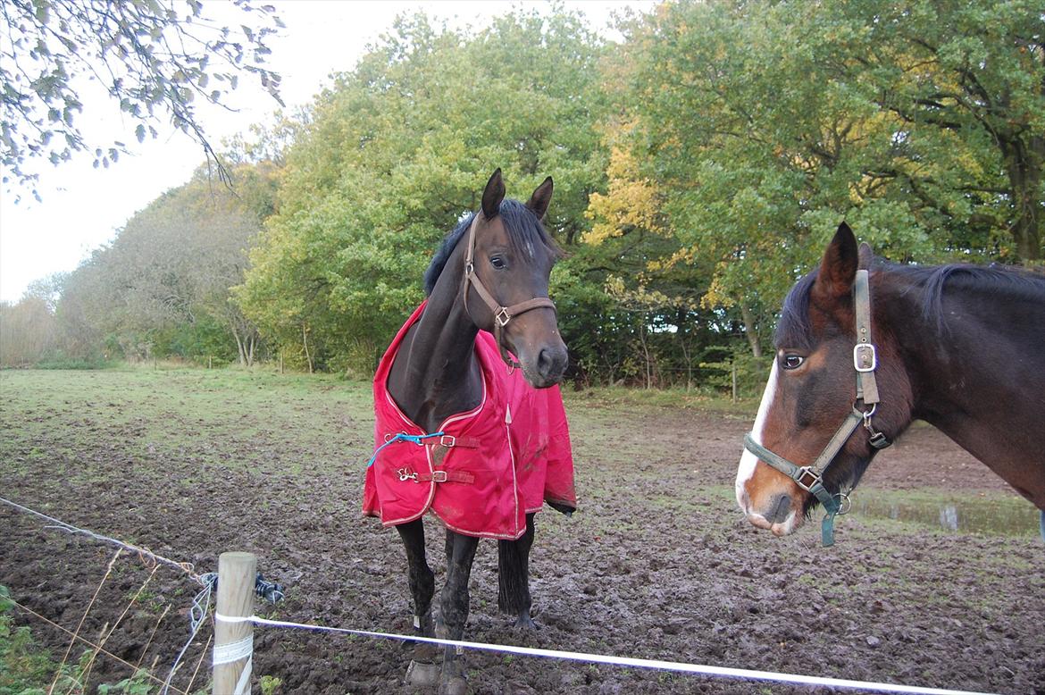 Stuntjunge billede 4