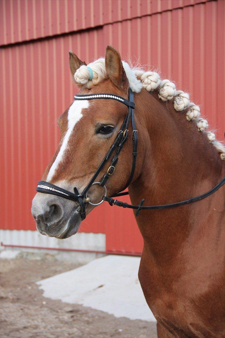 William HAH 19 & Rikke Møller Beck billede 9