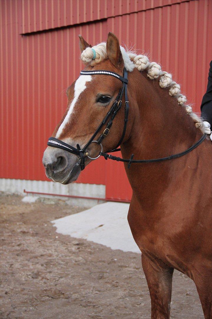 William HAH 19 & Rikke Møller Beck billede 10