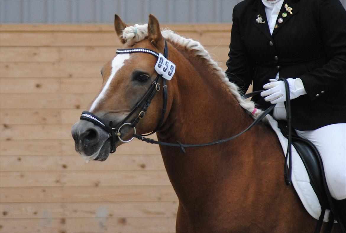 William HAH 19 & Rikke Møller Beck billede 1