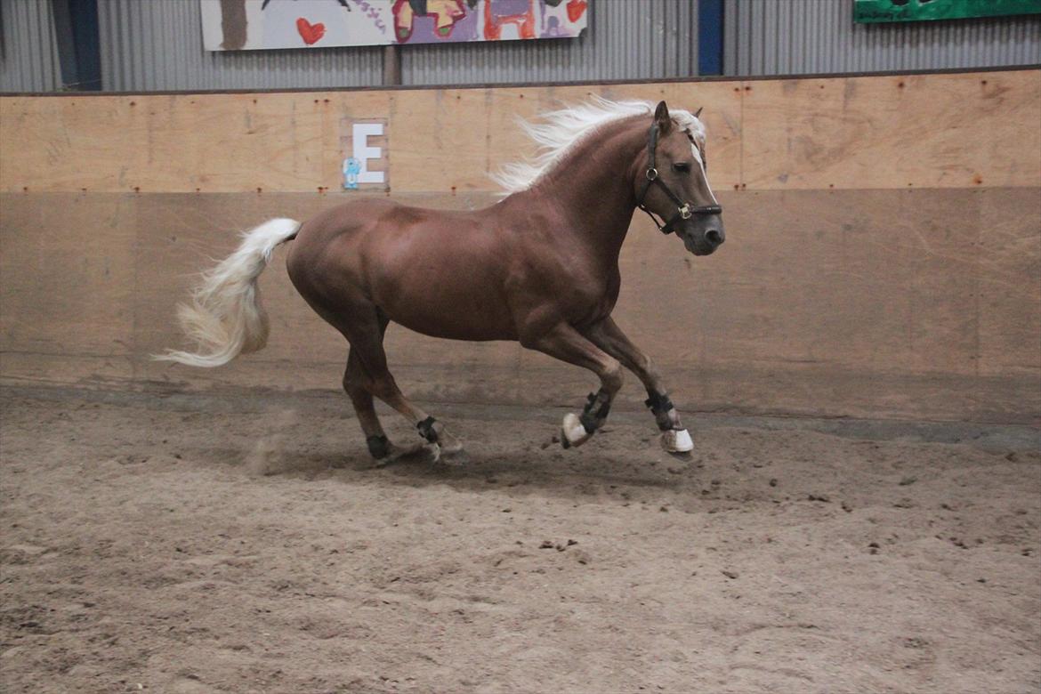 William HAH 19 & Rikke Møller Beck billede 30