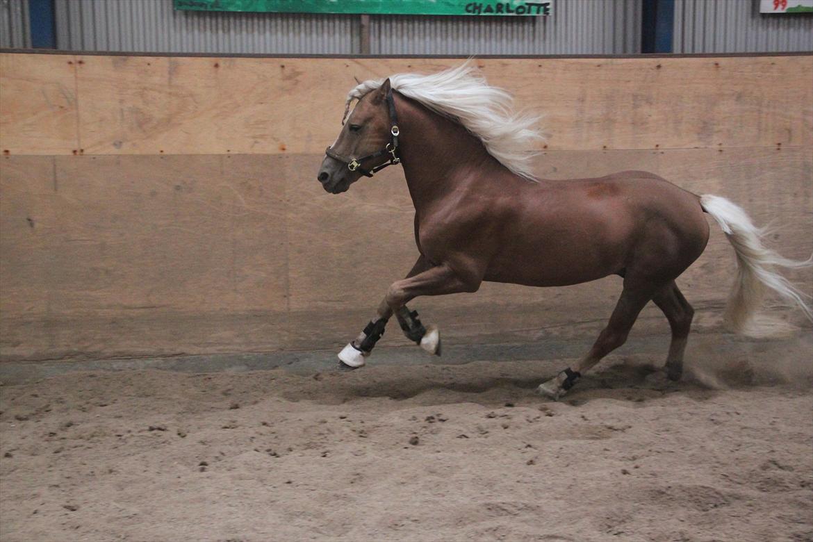 William HAH 19 & Rikke Møller Beck billede 31