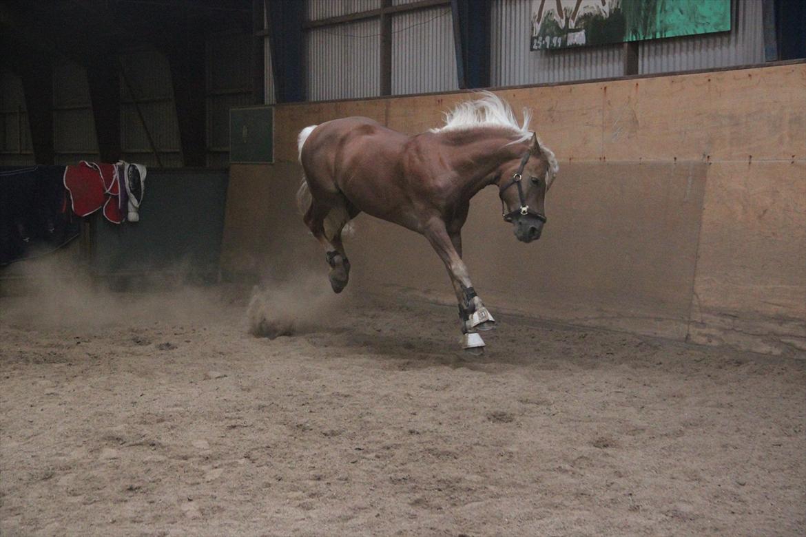 William HAH 19 & Rikke Møller Beck billede 32