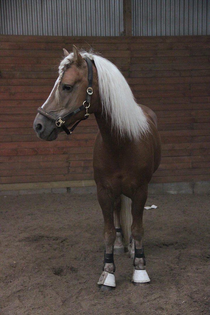 William HAH 19 & Rikke Møller Beck billede 35