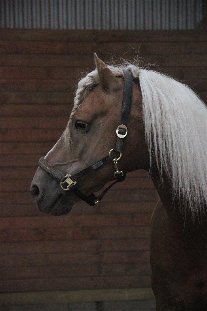 William HAH 19 & Rikke Møller Beck billede 36