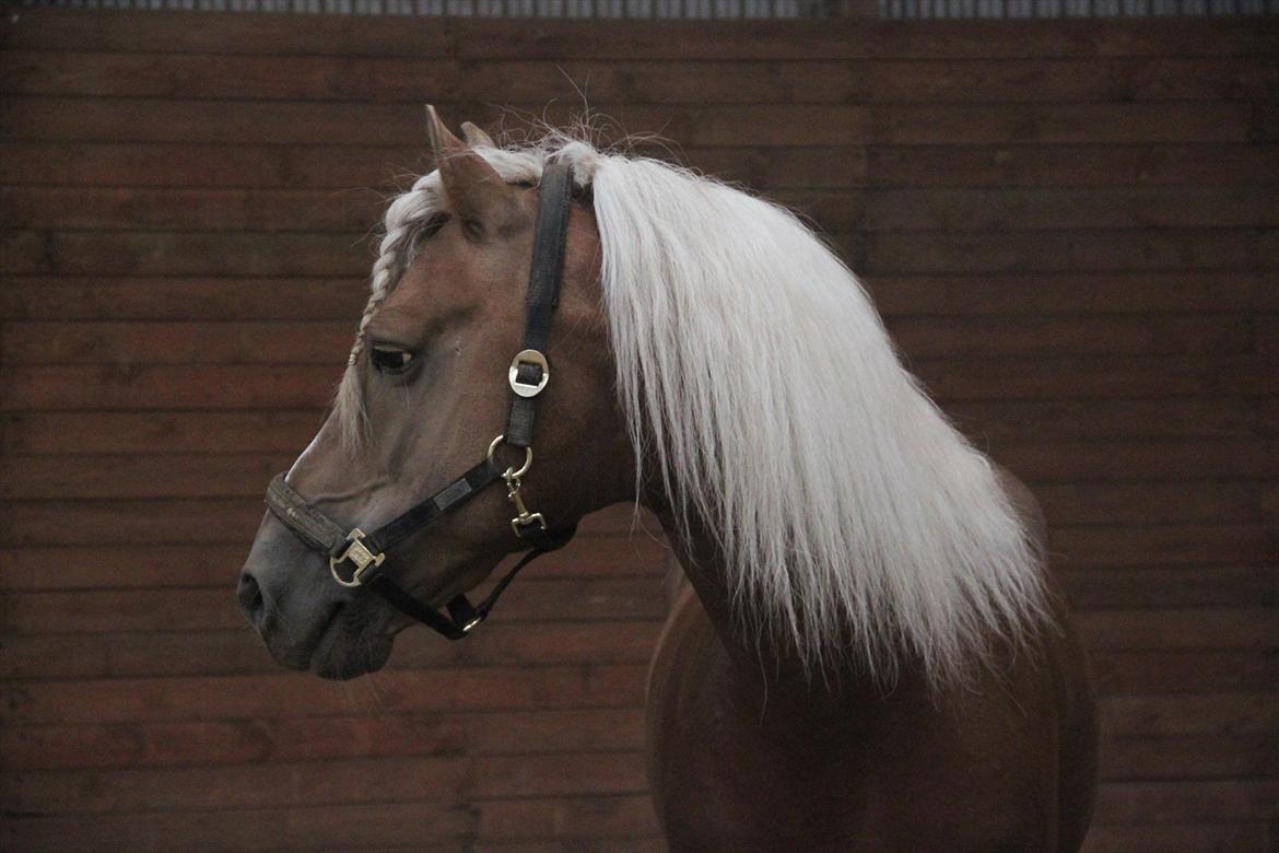 William HAH 19 & Rikke Møller Beck billede 37