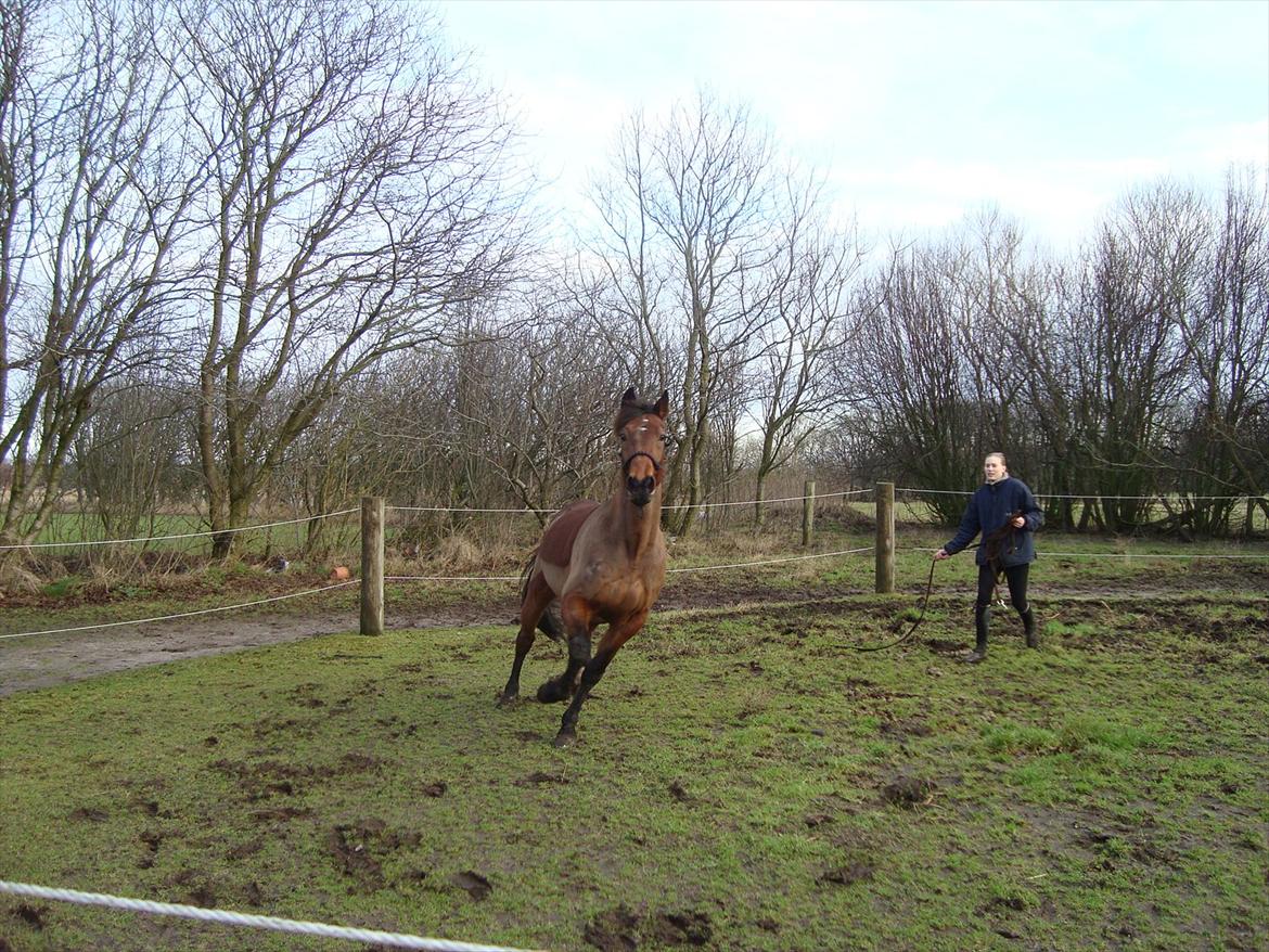 Vores billedebog. - Jeg er påbegyndt Join Up med Kaliber. I dag, var første gang. Selvom det var første gang, synes jeg han klarede det ret godt. Han er en af de heste, som ikke laver join up den første gang, men han skal have et par gange, så det gør vi bare. I dag, den første gang, gav han to ud af fire tegn på, at han er klar. Han skal give alle fire, før det lykkedes at lave join up. Kalibers indvendige øre, var mere eller mindre hele tiden rettet mod mig. Hvilket er første tegn. Andet tegn, som han også lavede var, at løbe tættere og tættere på mig. :-D Så det tror vi nok skal lykkedes. :-) Han skal bare have lidt tid :-) billede 18