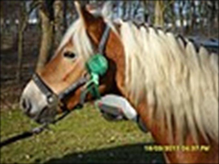 Star-team mille-anna - Ponyklubben PIH, Haderslev marts 2011. LD2 3. plads  billede 10