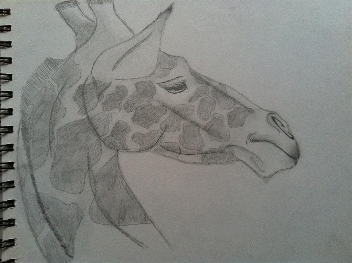 andre tegninger - Giraf :) billede 18