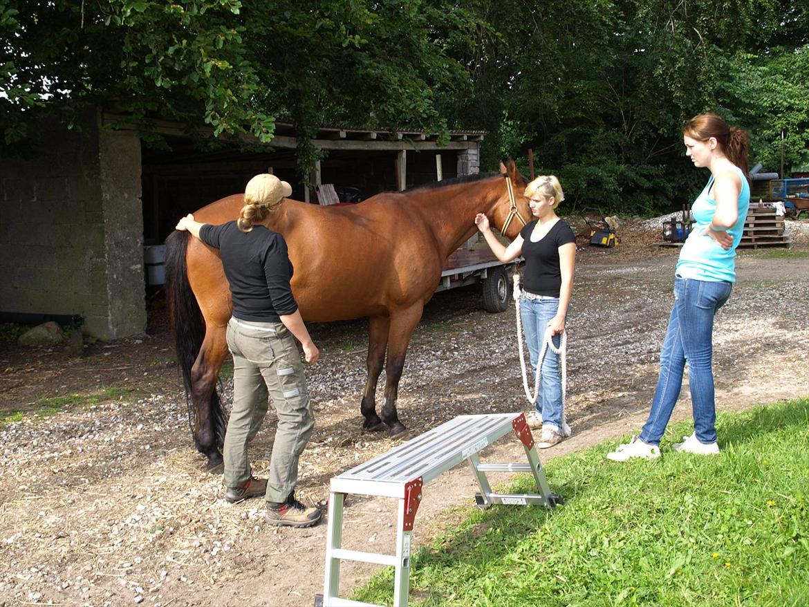 hestene hr besøg af fysioterapeut karin wyrtz billede 1