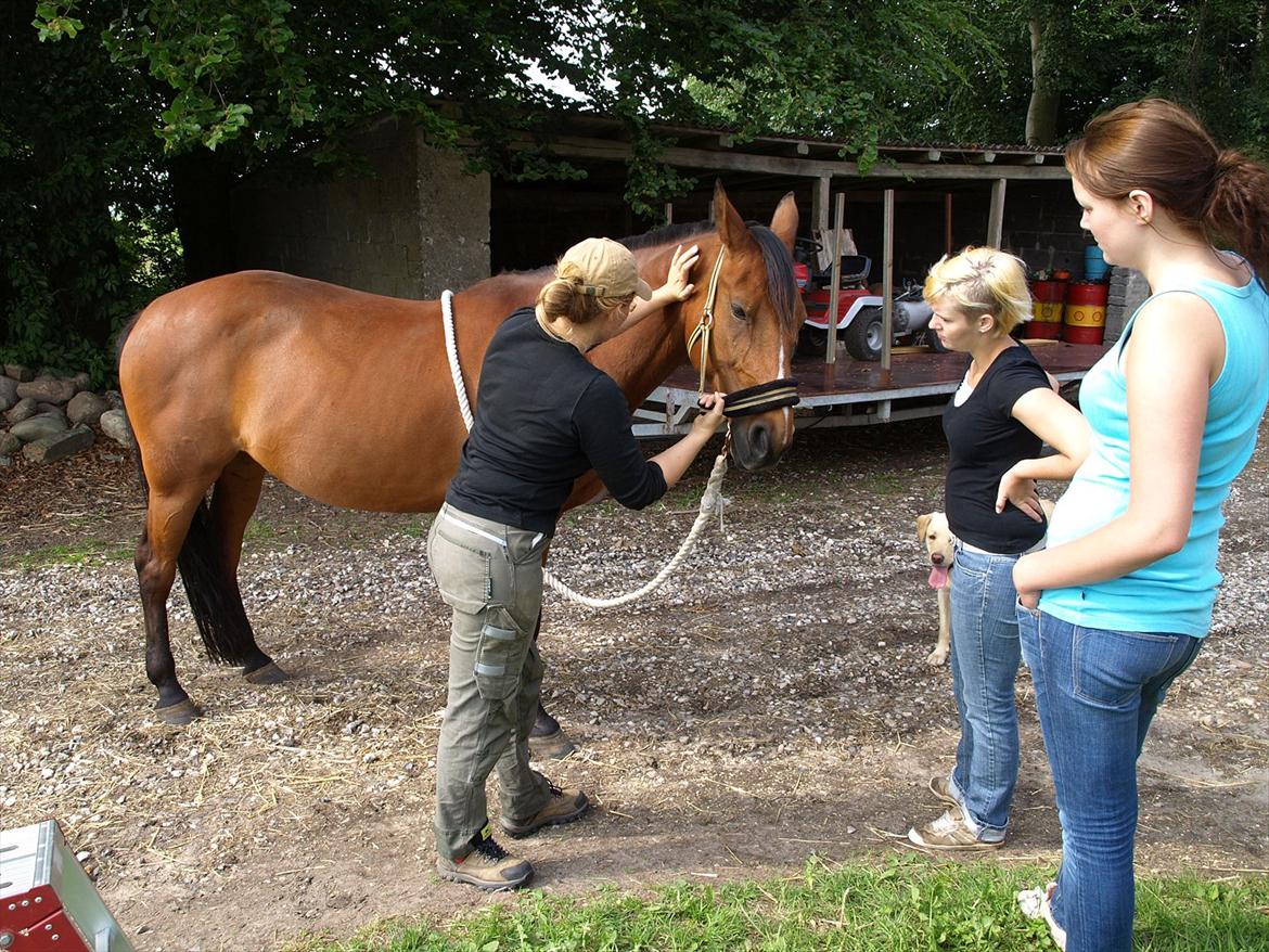hestene hr besøg af fysioterapeut karin wyrtz billede 2