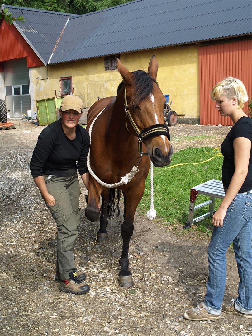 hestene hr besøg af fysioterapeut karin wyrtz billede 4