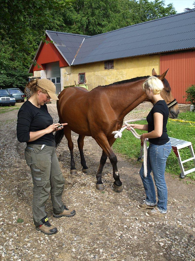 hestene hr besøg af fysioterapeut karin wyrtz billede 5