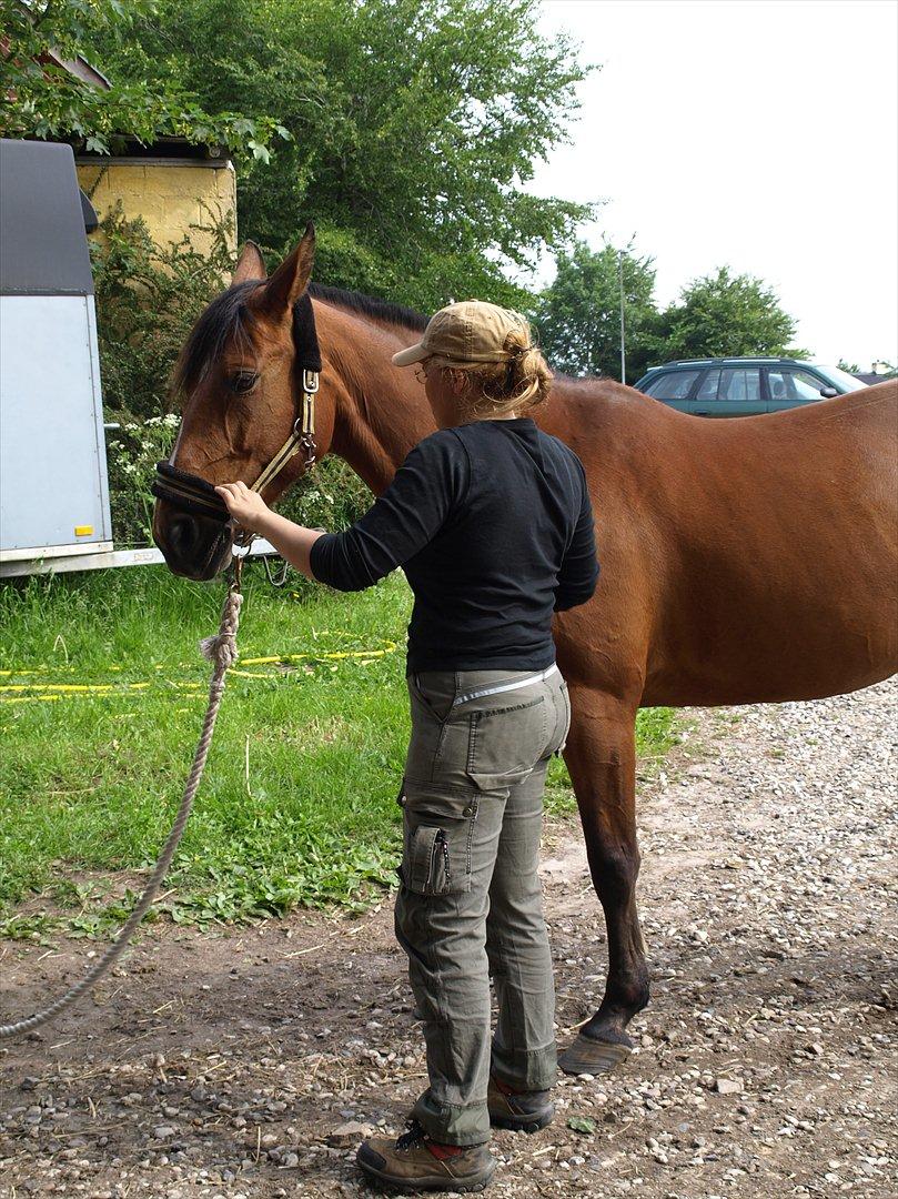 hestene hr besøg af fysioterapeut karin wyrtz billede 6