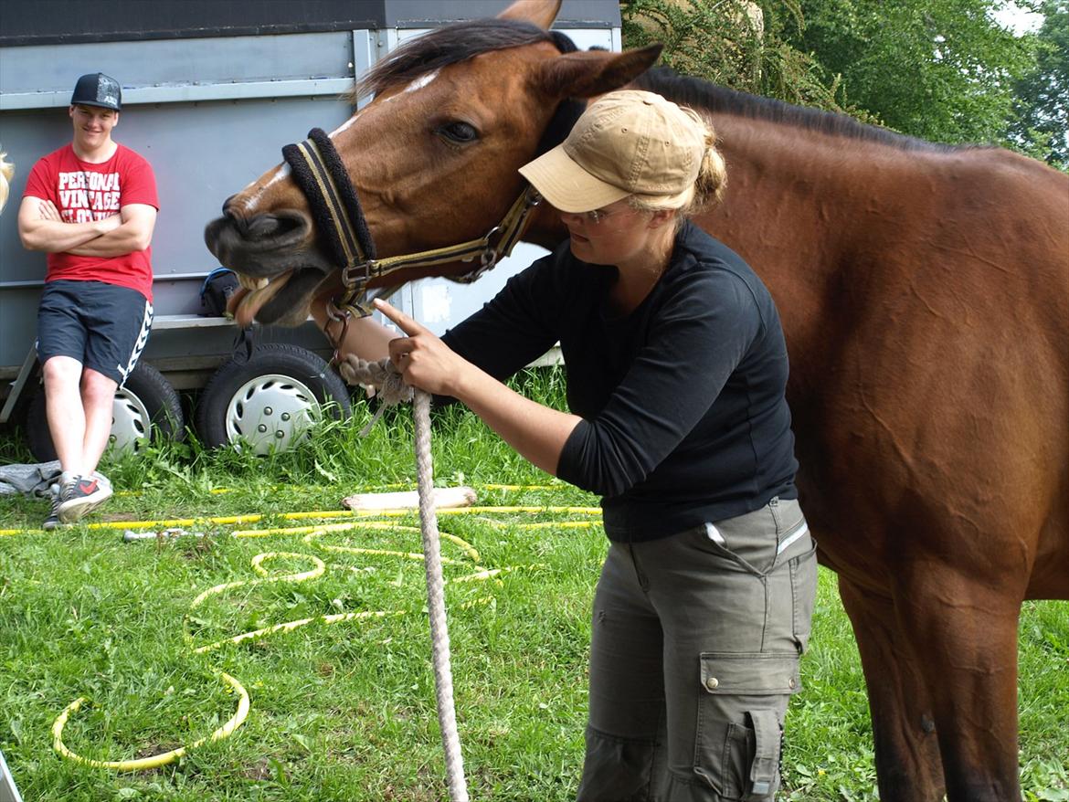 hestene hr besøg af fysioterapeut karin wyrtz billede 7