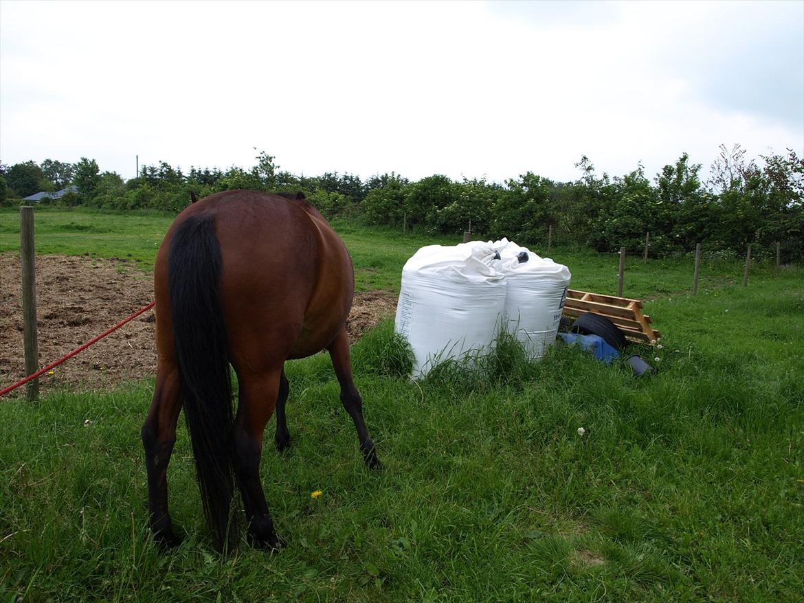 hestene hr besøg af fysioterapeut karin wyrtz billede 10