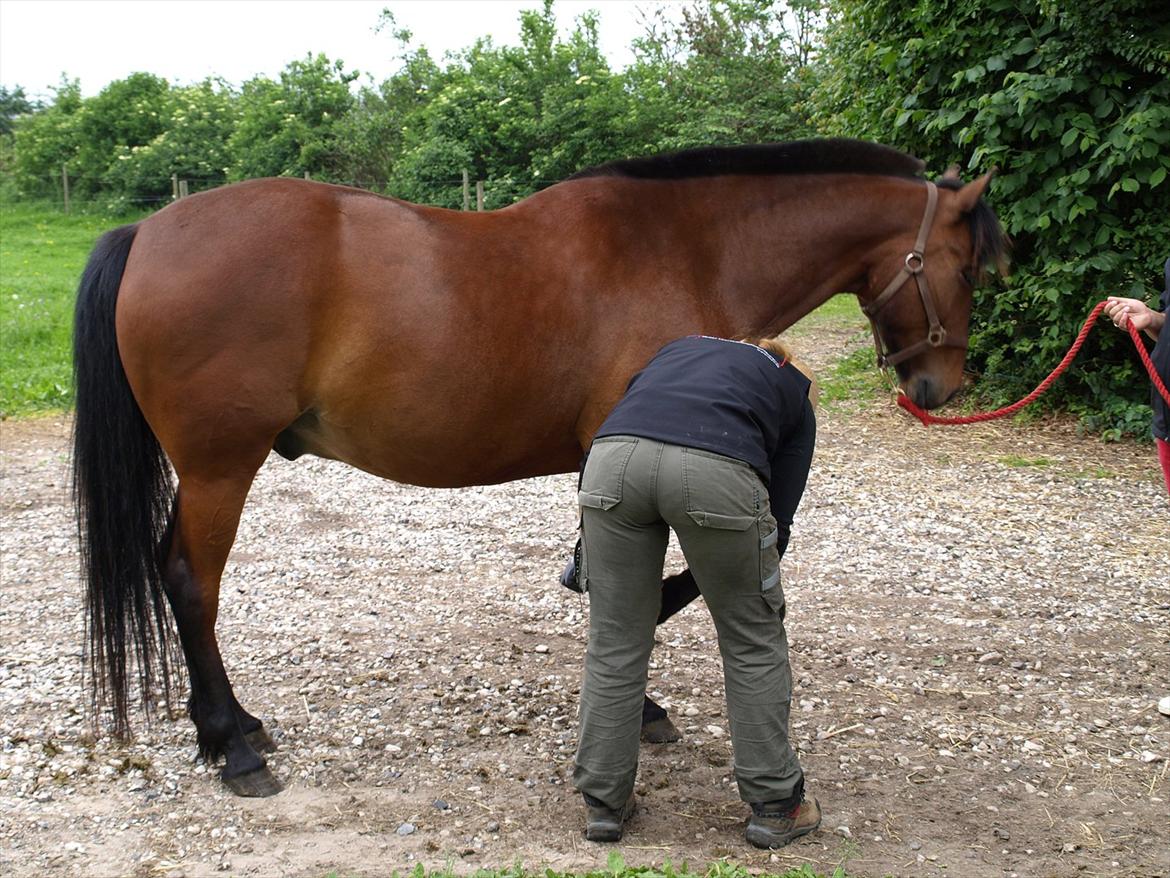hestene hr besøg af fysioterapeut karin wyrtz billede 11
