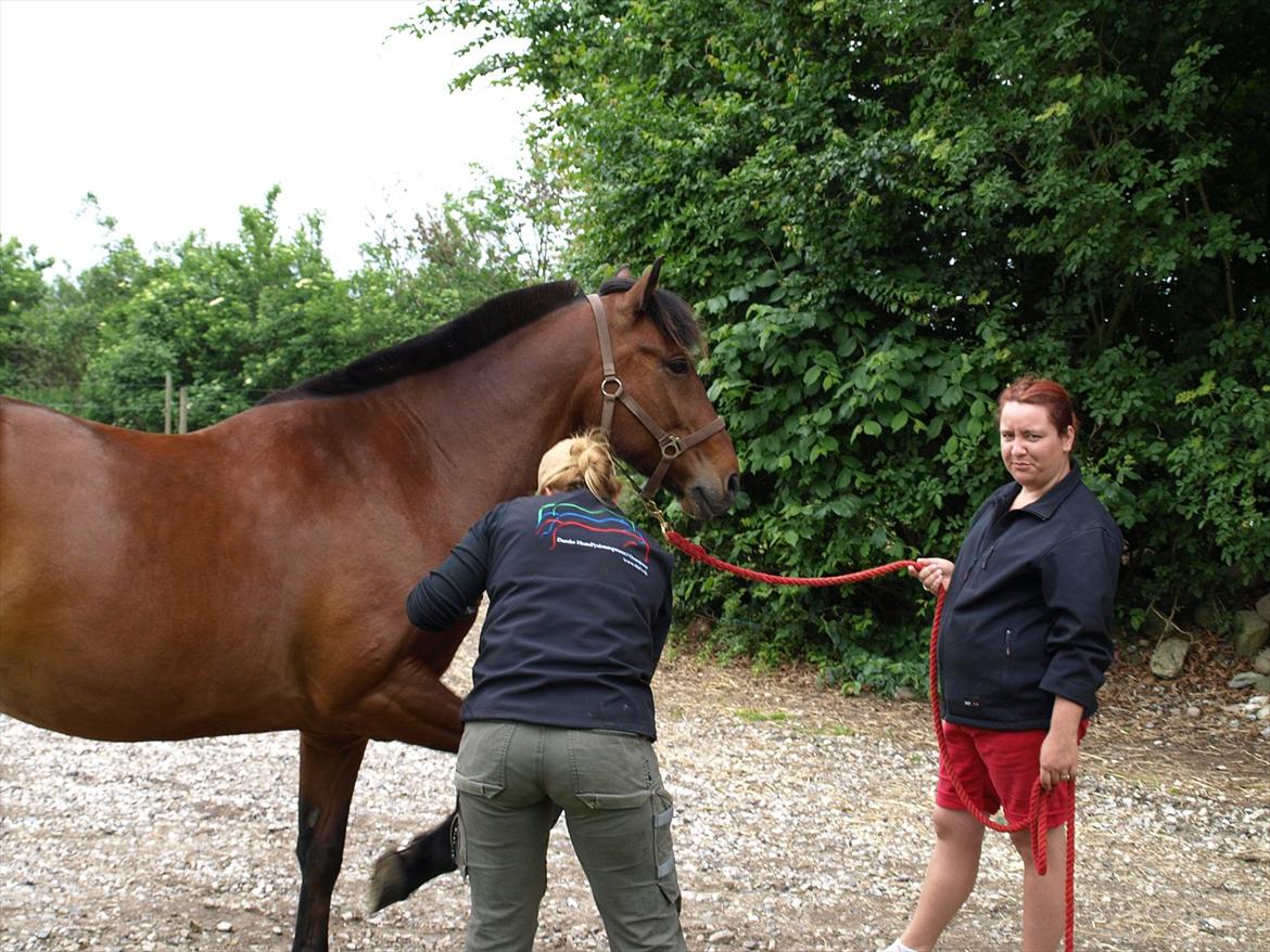 hestene hr besøg af fysioterapeut karin wyrtz billede 12