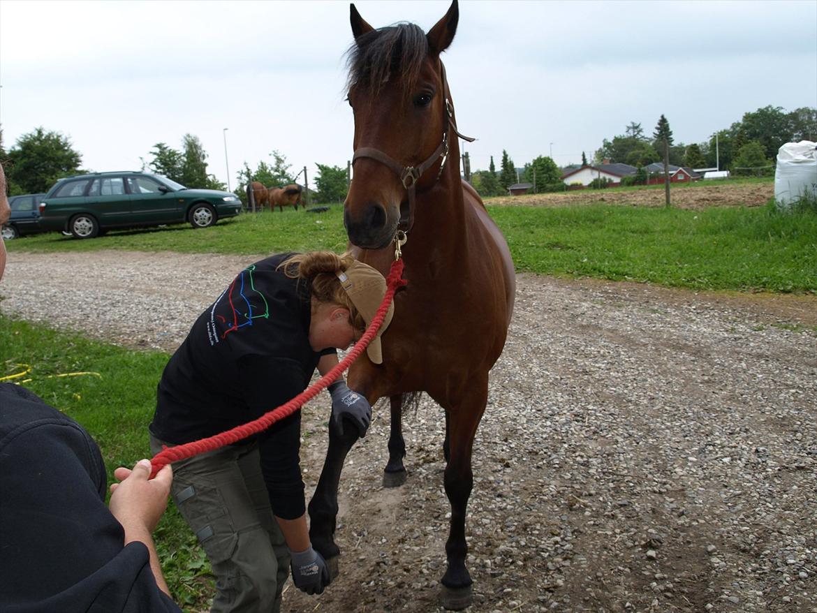 hestene hr besøg af fysioterapeut karin wyrtz billede 13