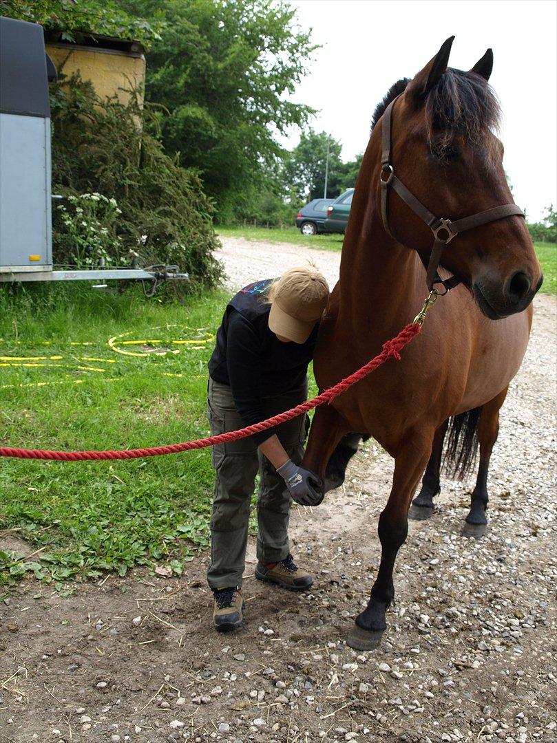 hestene hr besøg af fysioterapeut karin wyrtz billede 14