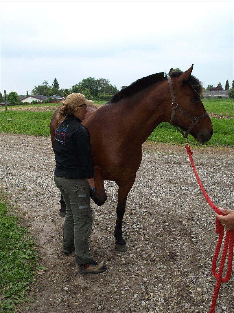 hestene hr besøg af fysioterapeut karin wyrtz billede 16