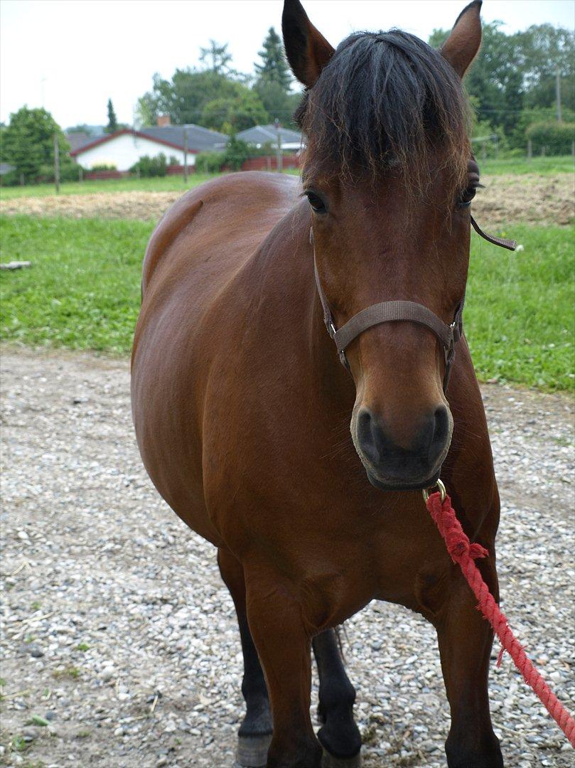 hestene hr besøg af fysioterapeut karin wyrtz billede 17