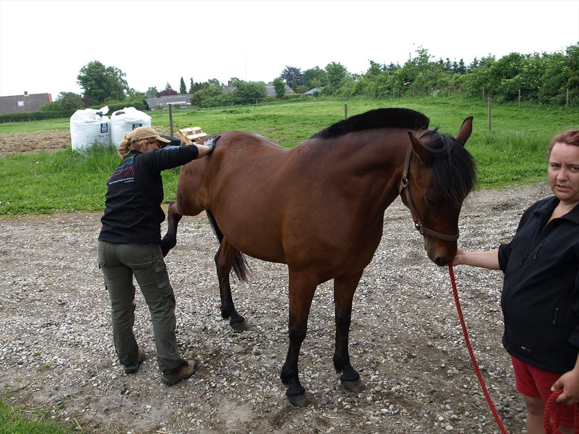 hestene hr besøg af fysioterapeut karin wyrtz billede 19