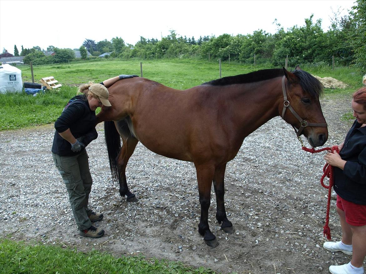 hestene hr besøg af fysioterapeut karin wyrtz billede 21