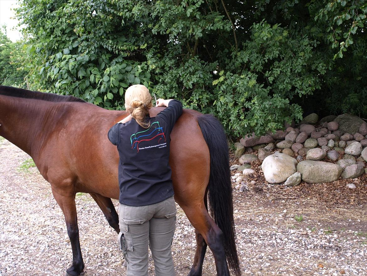 hestene hr besøg af fysioterapeut karin wyrtz billede 23