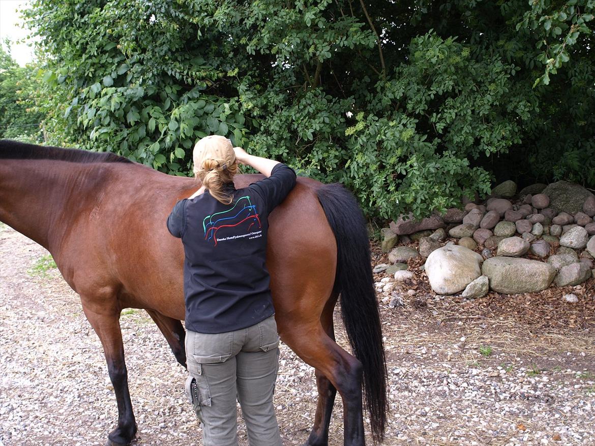 hestene hr besøg af fysioterapeut karin wyrtz billede 24