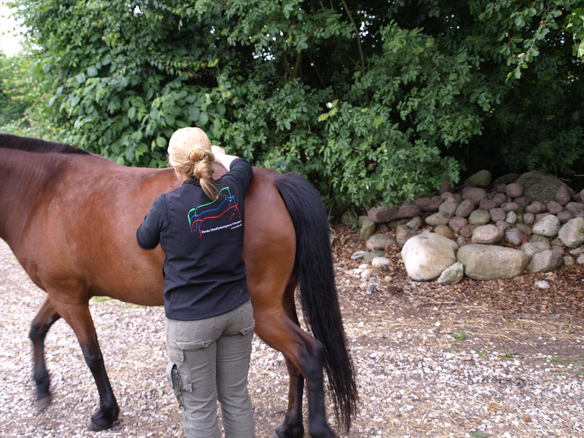 hestene hr besøg af fysioterapeut karin wyrtz billede 25