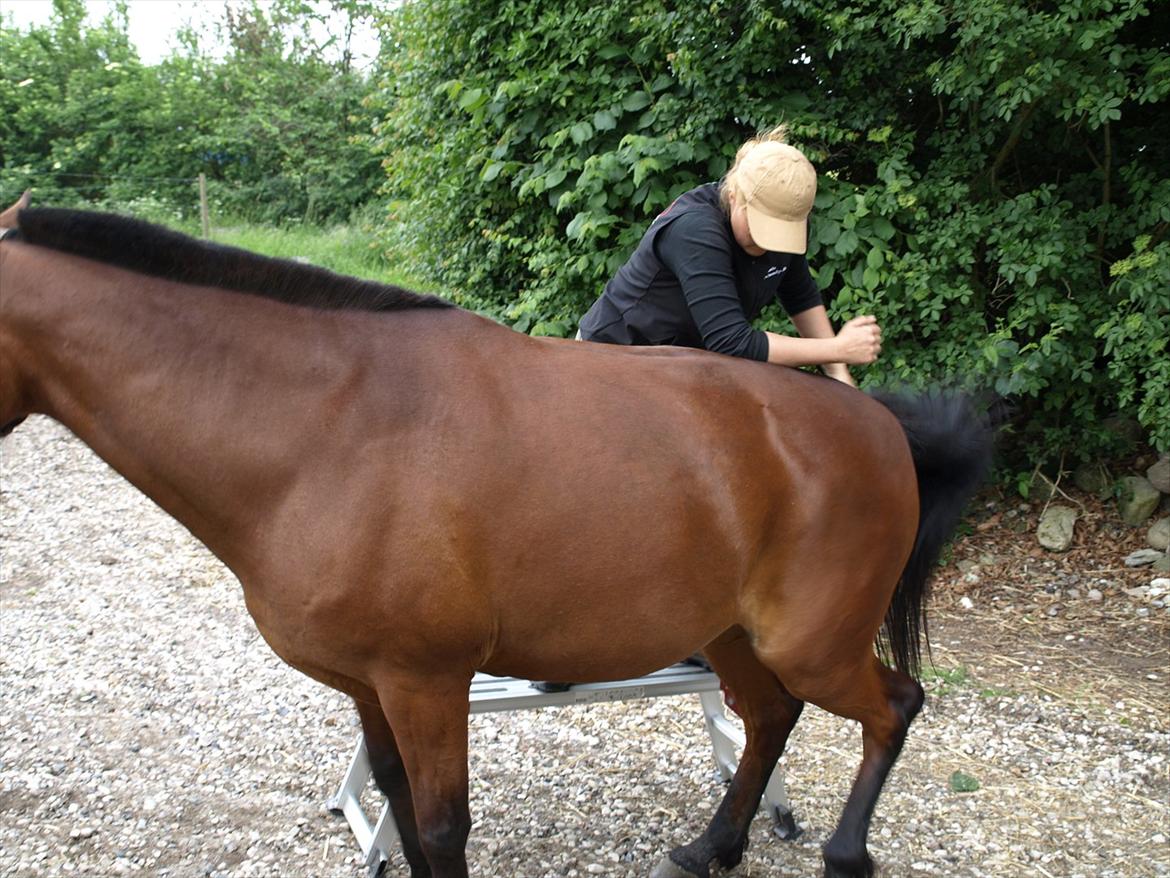 hestene hr besøg af fysioterapeut karin wyrtz billede 26