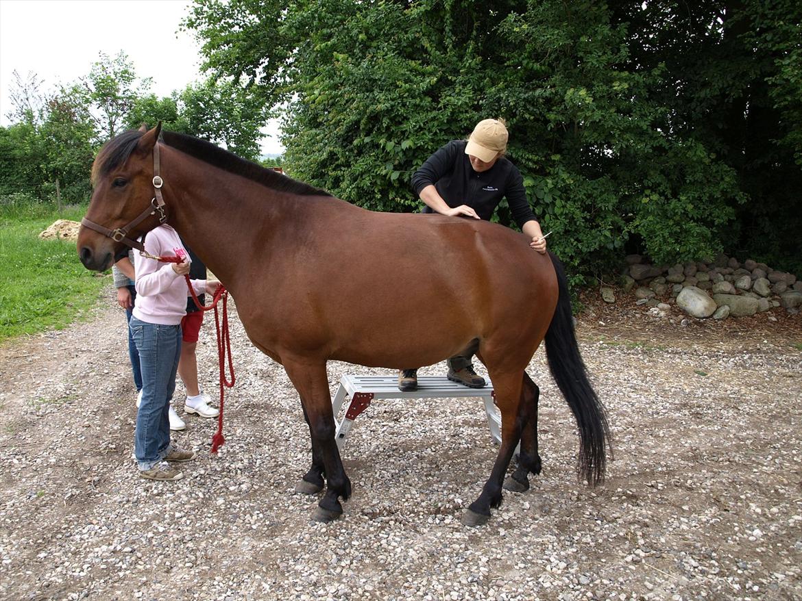 hestene hr besøg af fysioterapeut karin wyrtz billede 28