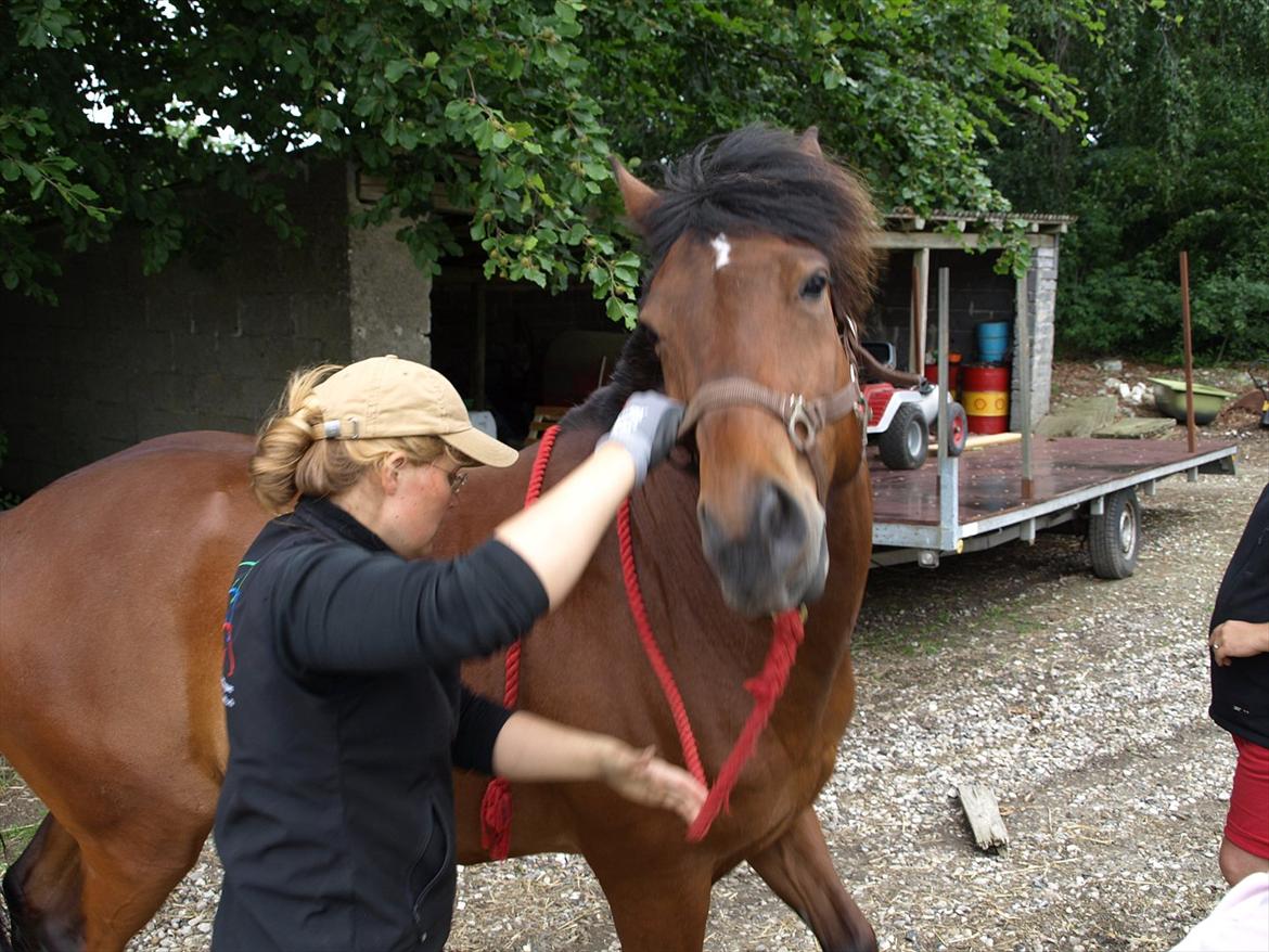hestene hr besøg af fysioterapeut karin wyrtz billede 30